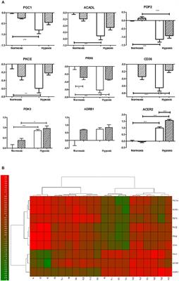 Cardioprotective Regimen of Adaptation to Chronic Hypoxia Diversely Alters Myocardial Gene Expression in SHR and SHR-mtBN Conplastic Rat Strains